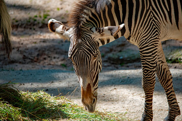 Nahaufnahme eines Zebra am Essen im Tierpark Nürnberg