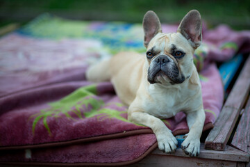 Light beige young French bulldog close up