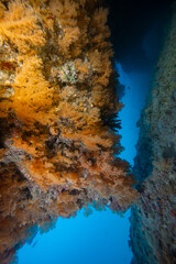 Soft coral on rainbow reef in Fiji