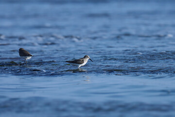 Small wader wading in the ocean water.