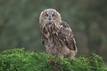 A portrait of an Eurasian Eagle Owl perched on moss covered tree trunk

