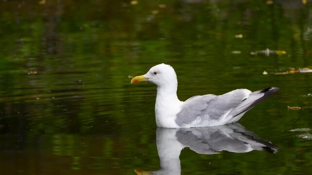 seagull swimming in the lake