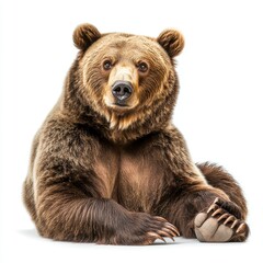 Obraz premium Brown bear isolated on white background cutout, PNG file.