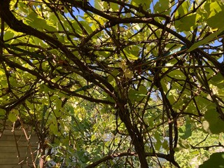 Grape vines grow in the garden