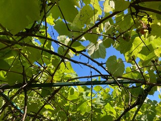 Grape vines grow in the garden