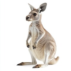 Fototapeta premium A white background is used to isolate an Australian kangaroo