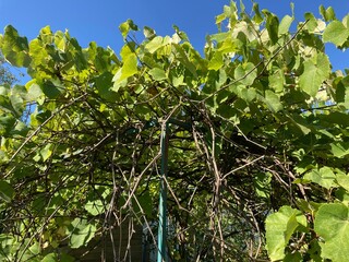 Grape vines grow in the garden