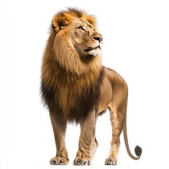 Isolated African lion back view with transparent background cutout