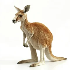 Fototapeten A red kangaroo is pictured facing forward on a white background in a front view © Антон Сальников
