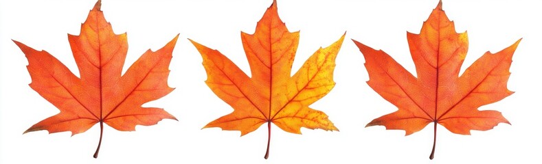 Fototapeta premium Isolated autumn maple leaf sets on transparent backgrounds