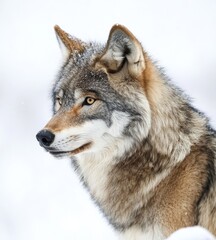 Fototapeta premium Isolated gray wolf on a white background, wildlife photography, close up