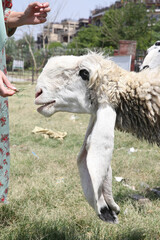 Beautiful ram, portrait of white lamb, animal head. Farm. Woman in traditional national clothes, tourist girl with ram in Lahore city, Pakistan. Travel, tourism in Pakistan. Woman in Pakistani dress
