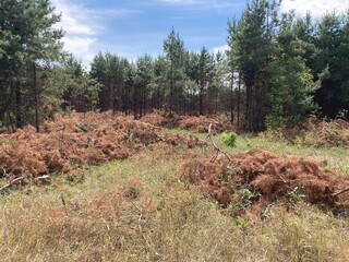 Cutting down pines and spruces in the forest