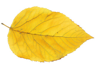 Obraz premium Yellow Autumn Leaf