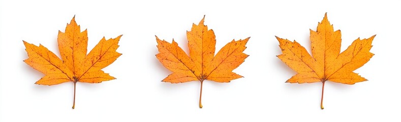 Fototapeta premium A set of autumn maple leaves isolated on a transparent background