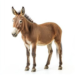 Obraz premium Standing donkey, isolated on transparent background in full body size