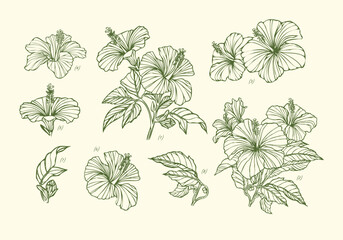 Hand drawn flower hibiscus illustration set with leaves