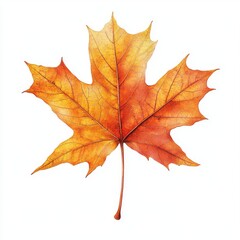 Fototapeta premium An autumn maple leaf isolated on white with multicolored fallen leaves on a transparent background