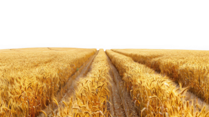 Golden Wheat Field with Tire Tracks