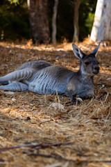 Grey Kangaroo on Heirisson Island