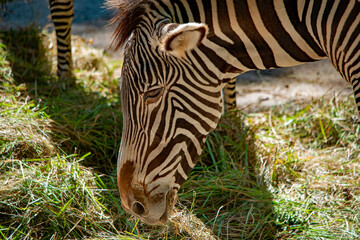 Nahaufnahme eines Zebra am Essen im Tierpark Nürnberg