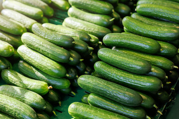 Close-up detail view row many fresh juice green small local farmer's cucumbers on street market retail counter on sunny day. Local domestic organic plant vegetables at store. Sustainable agriculture