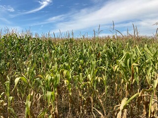 Field of ripe corn bushes on the field