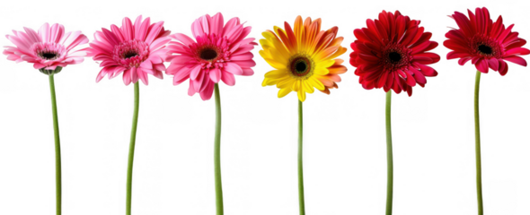 Colorful Gerbera Daisies Row
