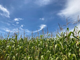 Field of ripe corn bushes on the field