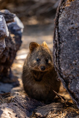 Quokka family on Rottnest island 