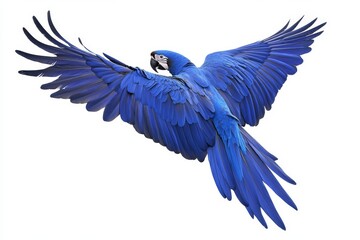Obraz premium Nature's blue macaw flying on a transparent background