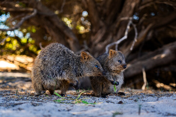 Quokka family on Rottnest island 