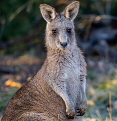 Cute kangaroo