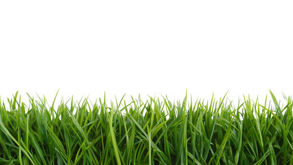 Fototapeta premium Closeup panorama banner of a meadow with green grass isolated on a transparent background PNG.
