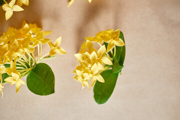 Close up yellow spike flower