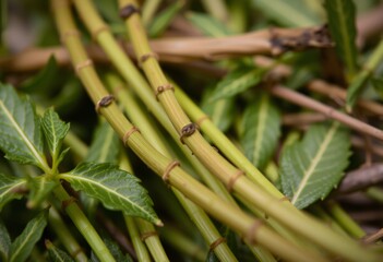 Fototapeta premium Fresh Green Bamboo Stems and Leaves, Natural Texture Close-up