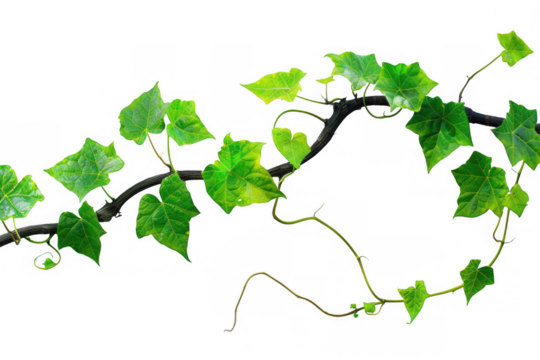 Twisting Vine with Green Leaves