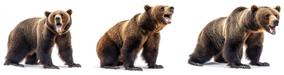 Fototapeta premium Isolated set of grizzly brown bears roaring on transparent background