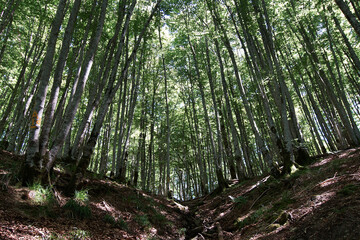 Obraz premium View of the Irati forest