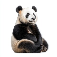 Fototapeta premium It is a cutout PNG file of a giant panda bear isolated on a transparent background.