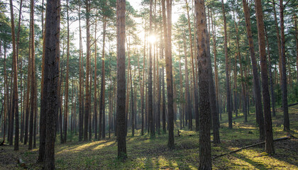 A forest with trees in the foreground and background