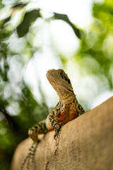 Lizard is taking a sun bath