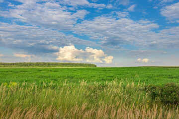 A field of grass with a few trees in the background