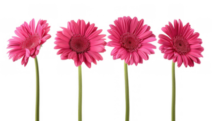 Pink Gerbera Daisies