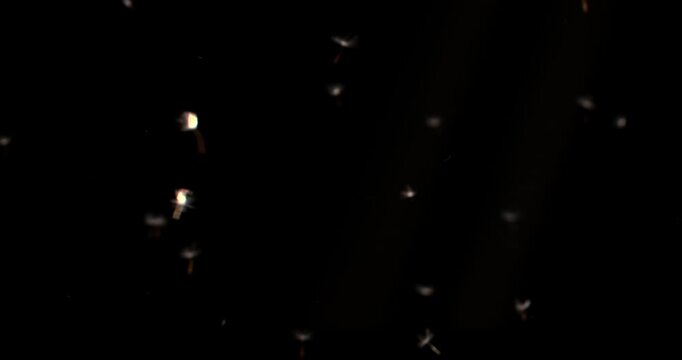4K macro dandelion puffball spores parachute flakes are blown and flying across the black screen in super slow-motion footage shot with an extremely high-speed camera.