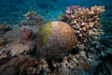 Green algae growing on top of brain coral - Green algae bloom due to climate change on coral reef