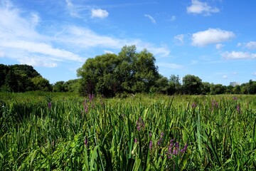 Violetter Flieder blüht auf einer schönen grünen Wiese unter klaren blauem Himmel in den Tiefwerder Wiesen in Berlin Spandau; Panorama bei einer Wanderung an einem sonnigen Tag