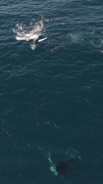 Vertical aerial footage of a humpback whale pec slapping the ocean water, on a sunny day, Australia