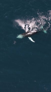 Aerial vertical footage of a humpback whale pec slapping the ocean water, on a sunny day, Australia