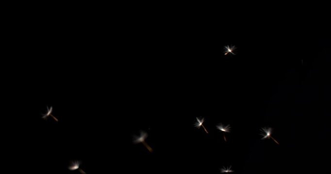 4K macro dandelion puffball spores parachute flakes are blown and flying across the black screen in super slow-motion footage shot with an extremely high-speed camera.